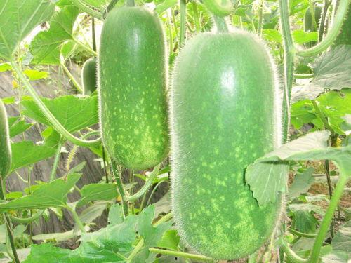 吃瓜网 51热门大瓜今日大瓜 网红大瓜直播